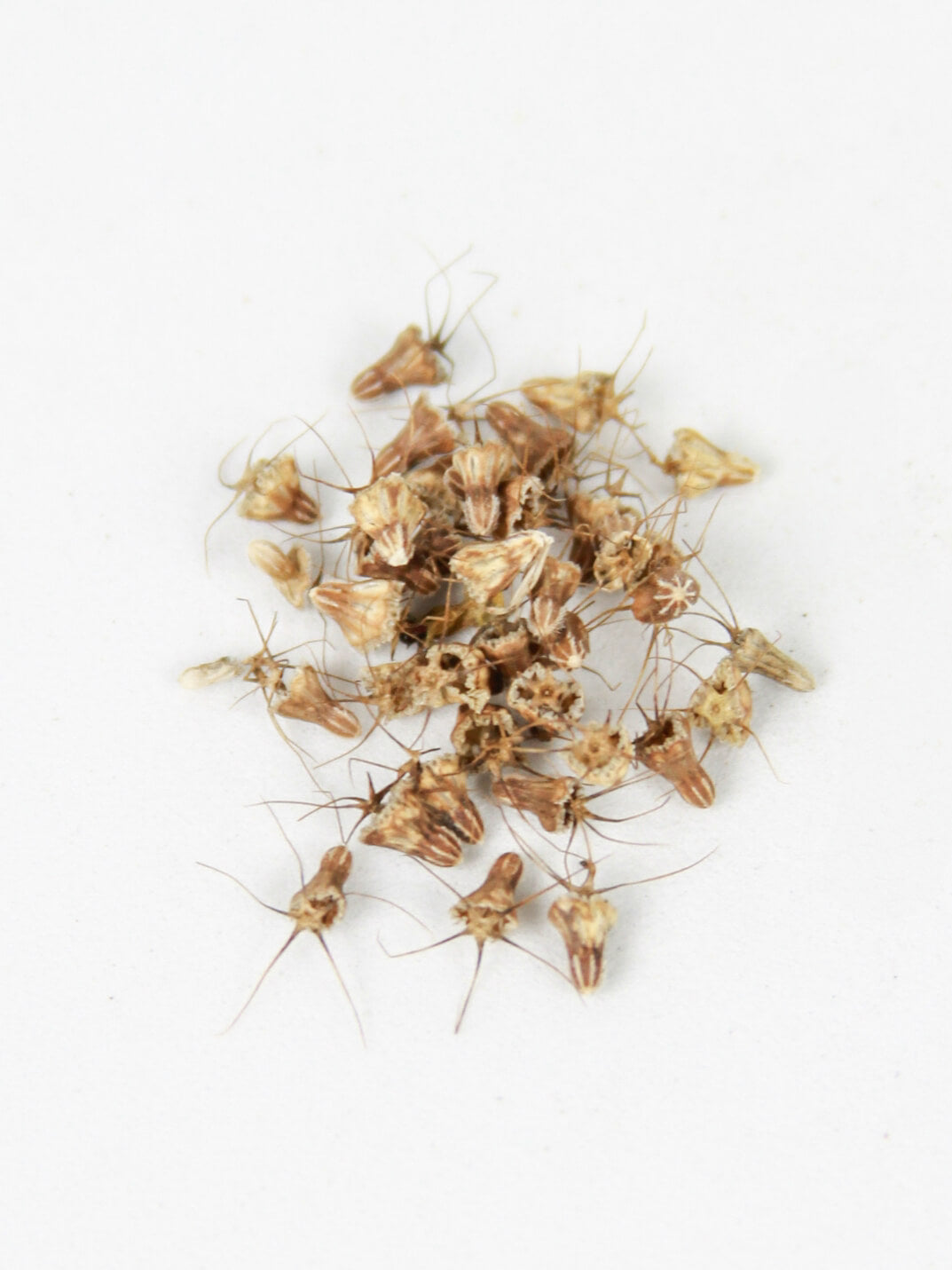 Mix Semillas Scabiosa