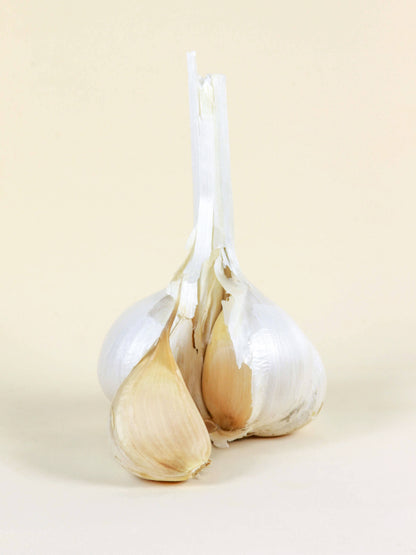 Cabeza de Ajo Chilote