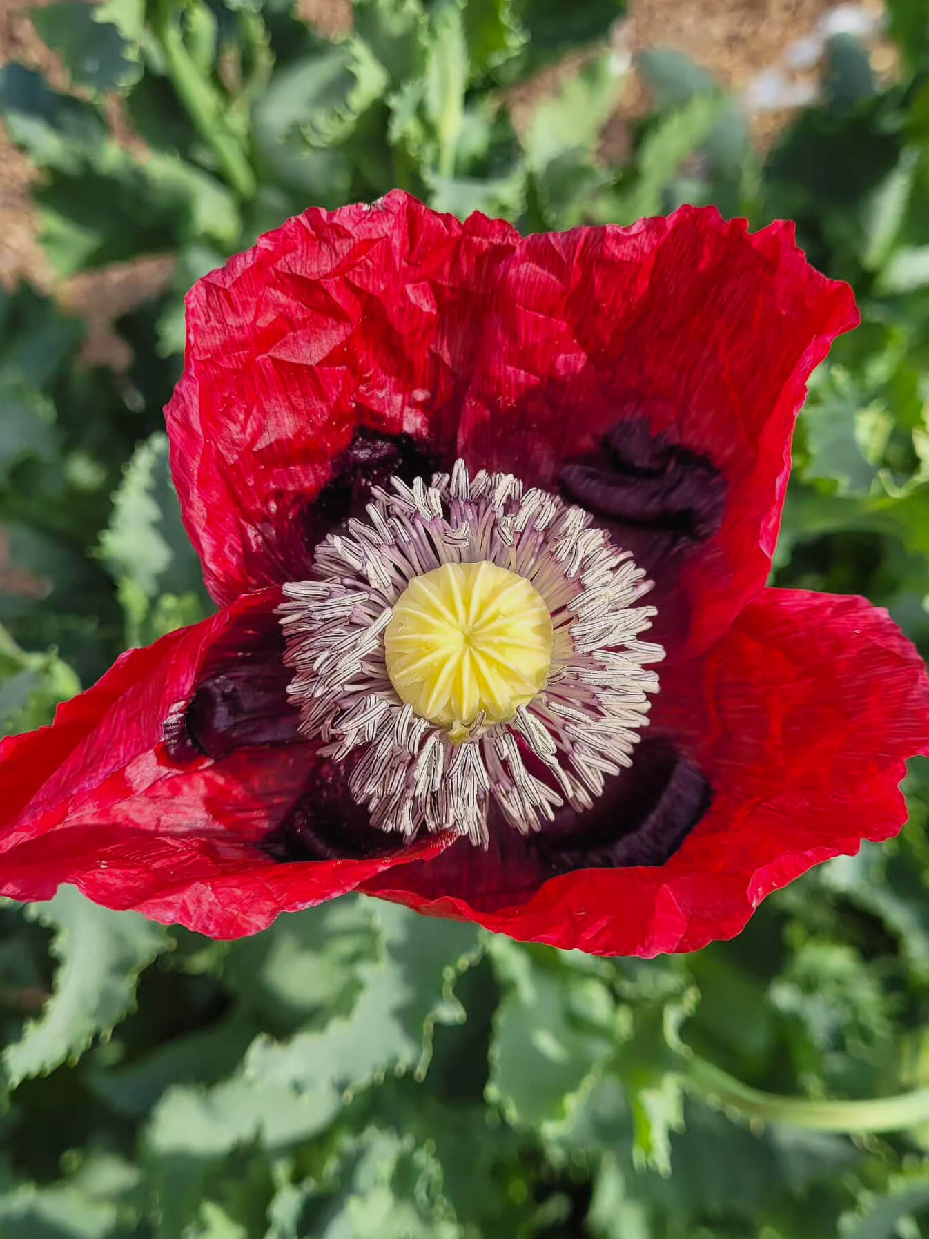 Mix Semilla Amapola