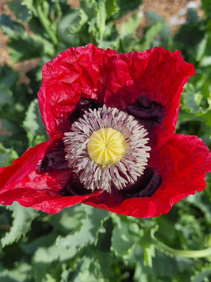 Mix Semilla Amapola