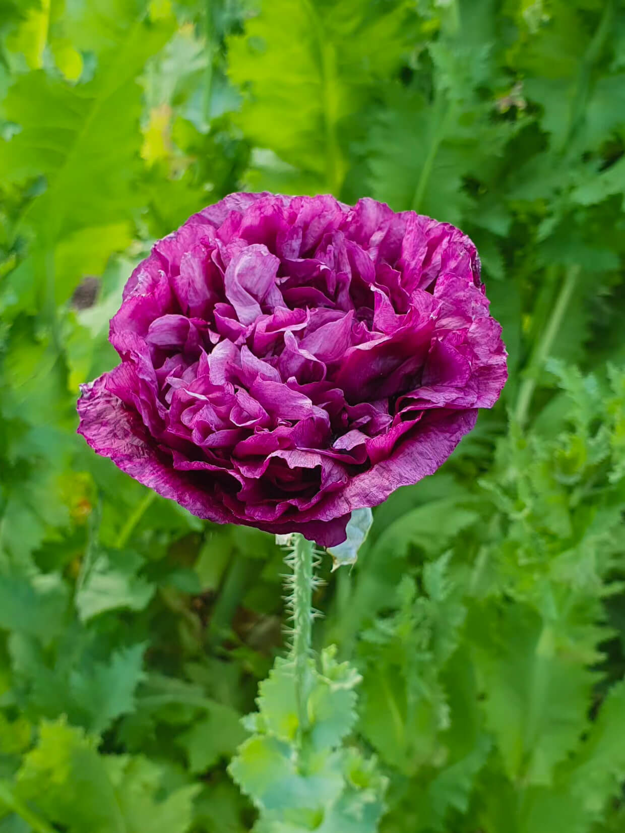 Mix Semilla Amapola