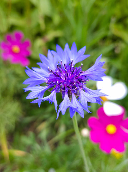 Mix Semillas de Centaurea