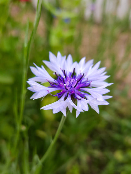 Mix Semillas de Centaurea
