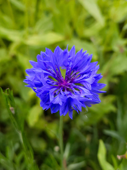 Mix Semillas de Centaurea