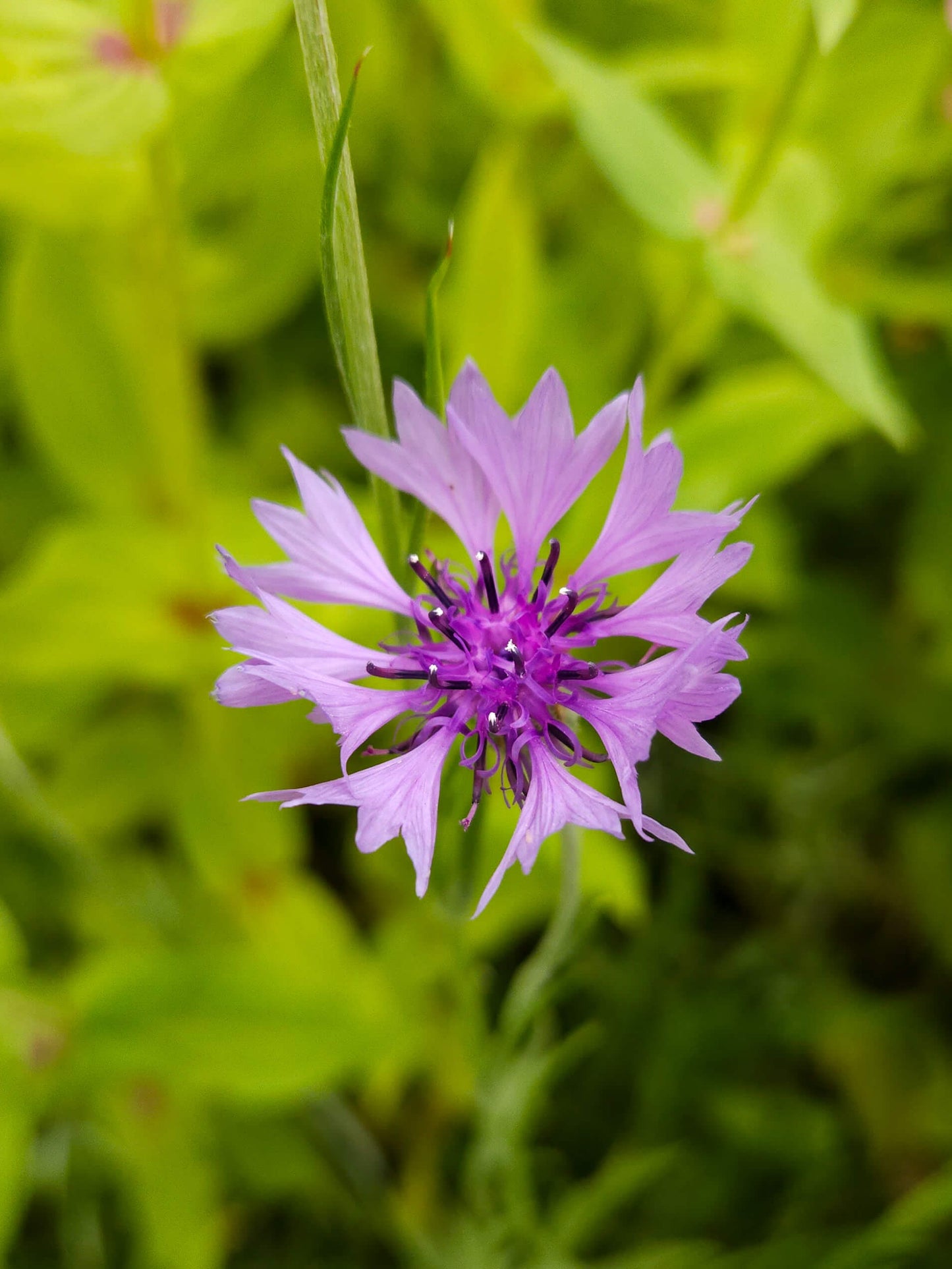 Mix Semillas de Centaurea