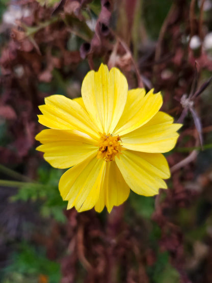Semillas Cosmos Naranjo y Amarillo