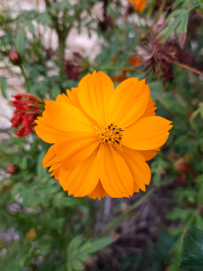 Semillas Cosmos Naranjo y Amarillo