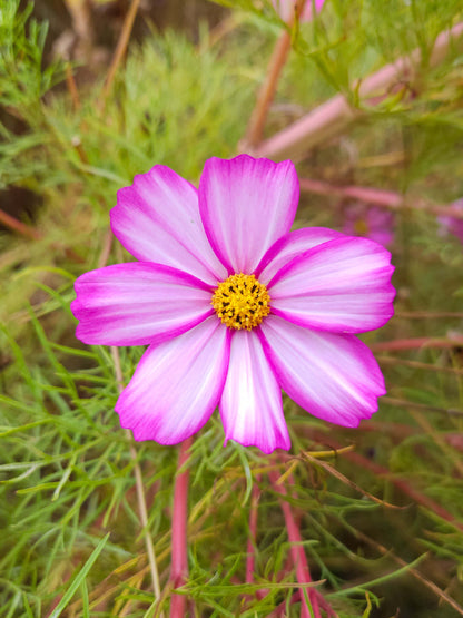 Mix Semillas Cosmos