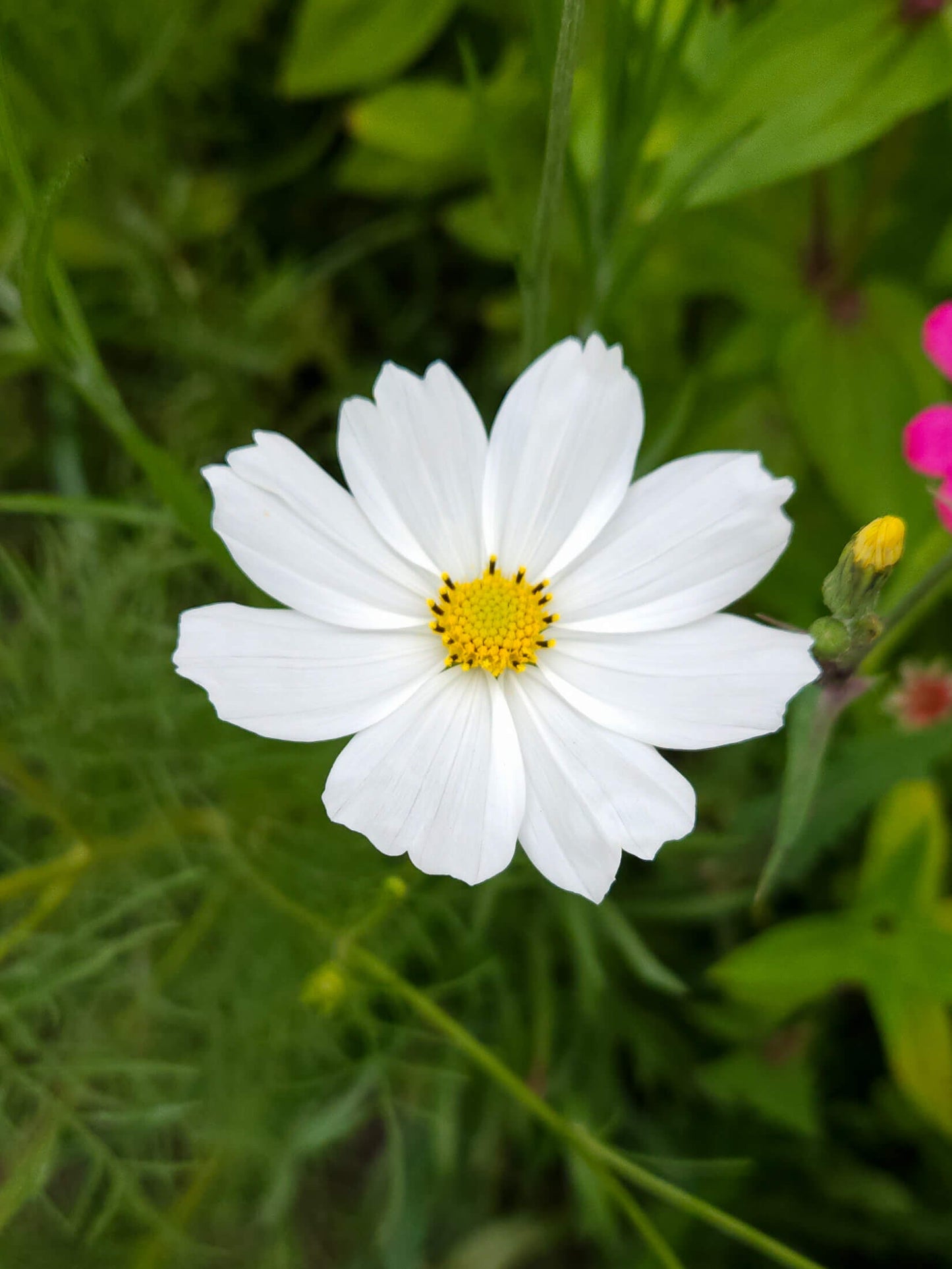 Mix Semillas Cosmos