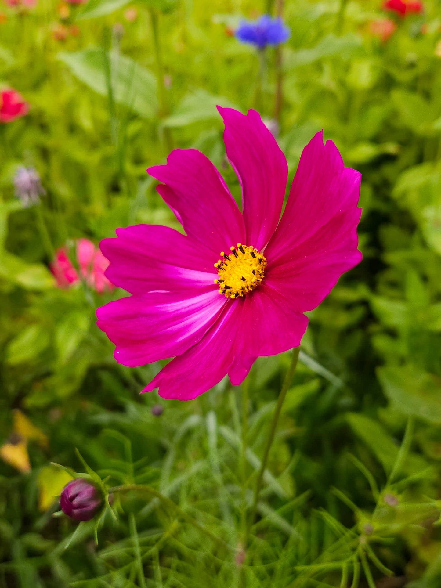 Mix Semillas Cosmos
