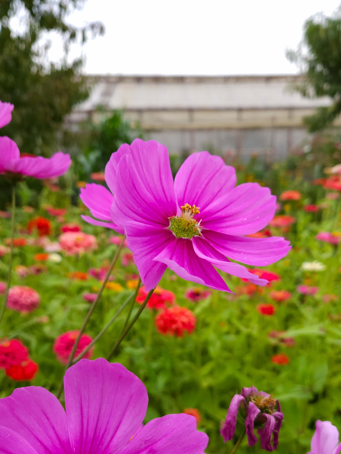 Mix Semillas Cosmos
