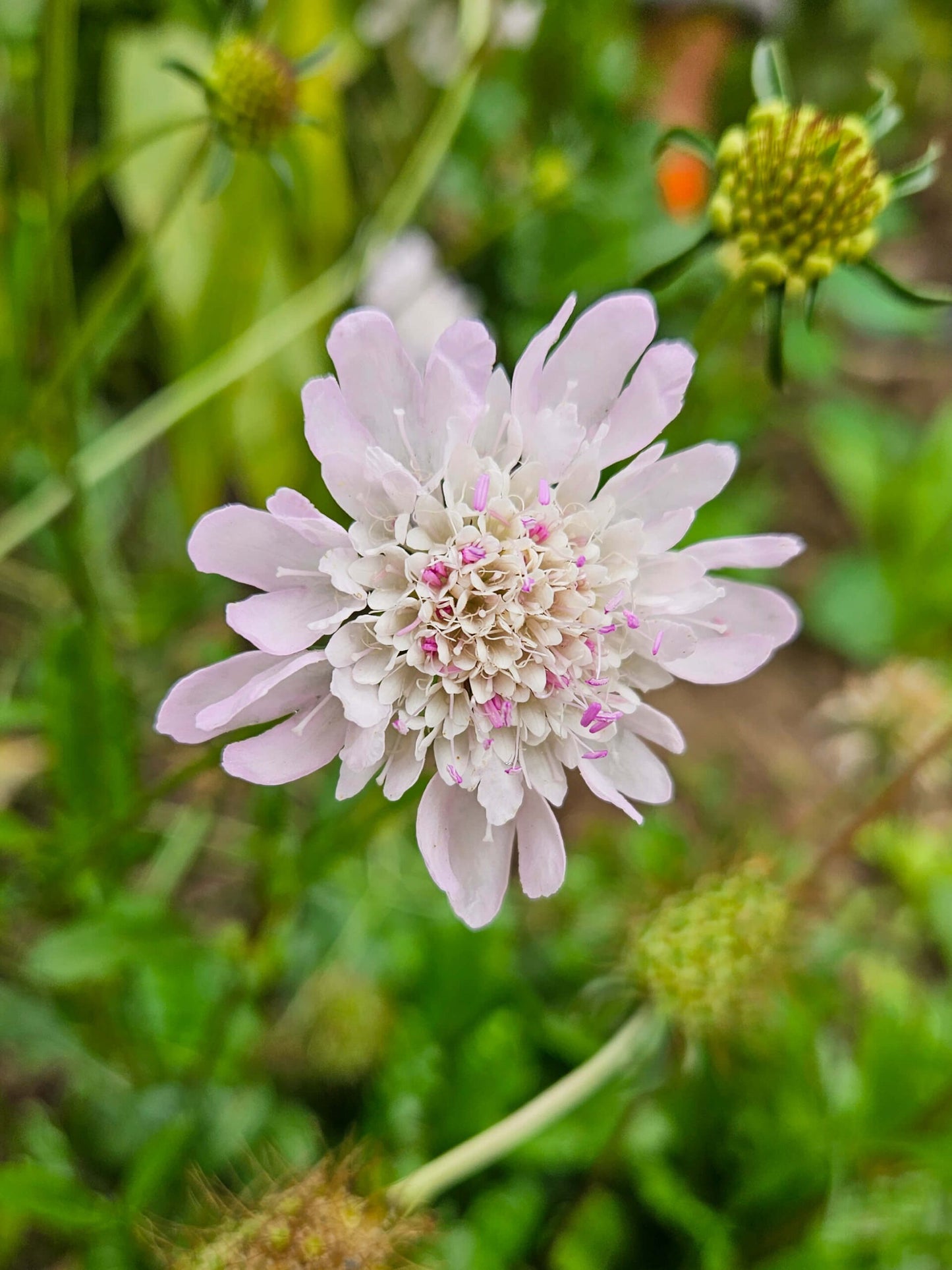 Mix Semillas Scabiosa