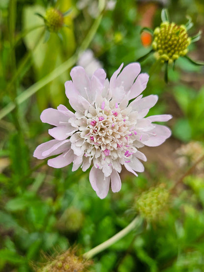 Mix Semillas Scabiosa