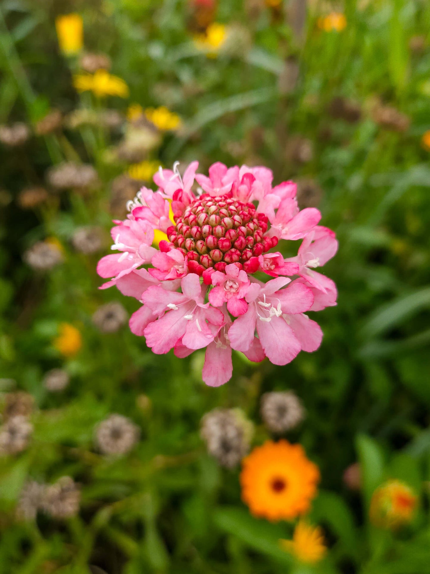 Mix Semillas Scabiosa