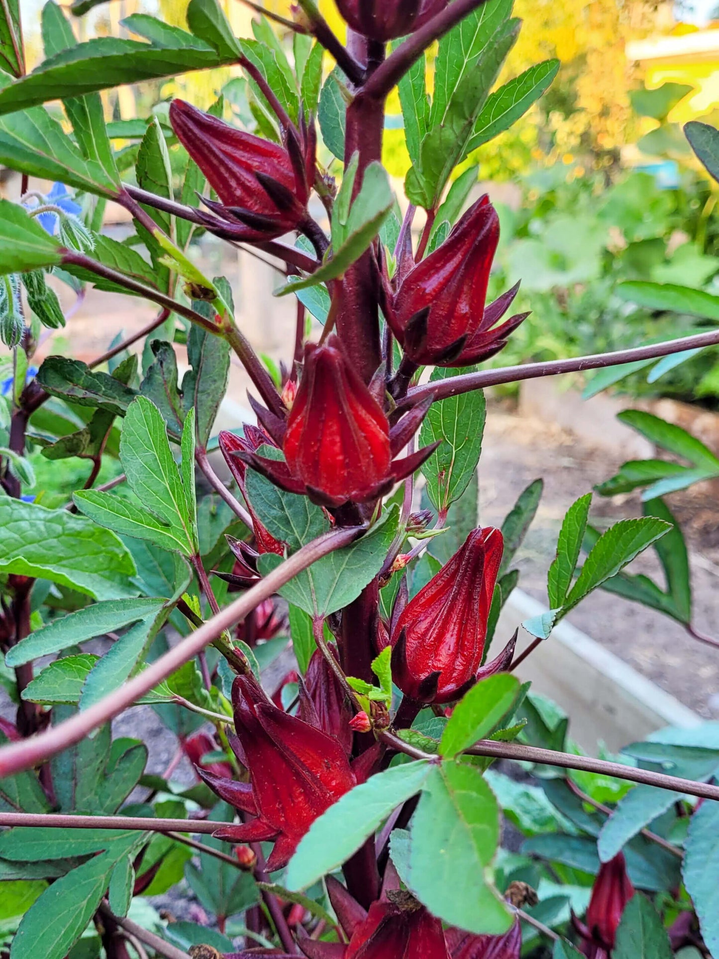 15 Semillas Flor de Jamaica
