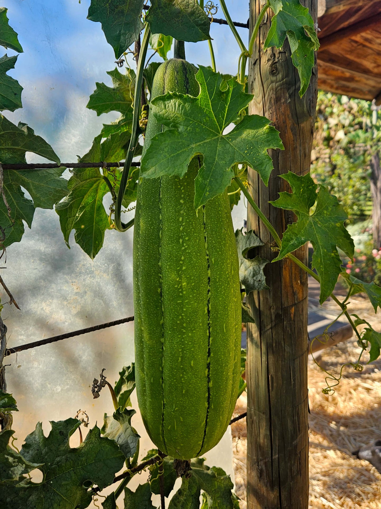 15 Semillas Luffa