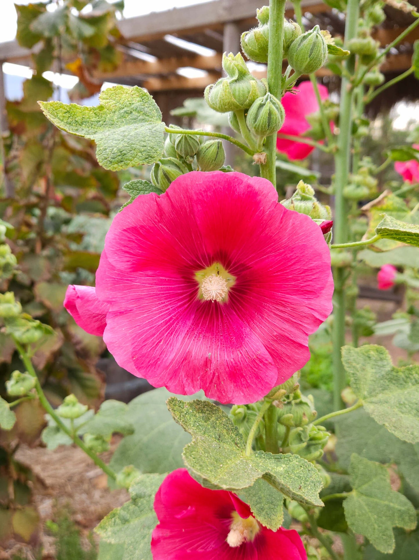 25 Semillas Malva Rosa