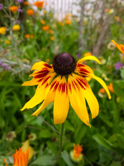 Semillas Rudbeckia