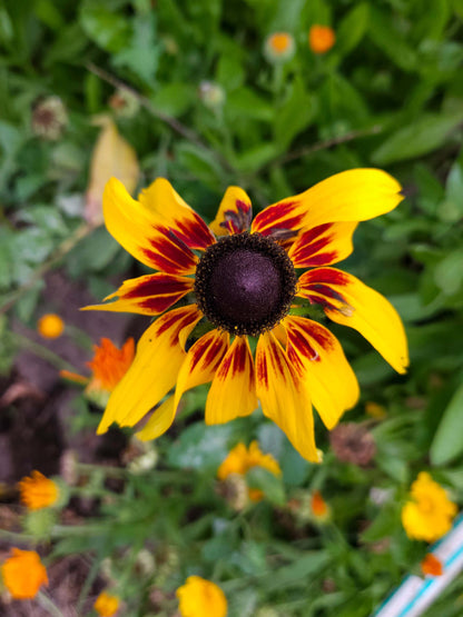 Semillas Rudbeckia