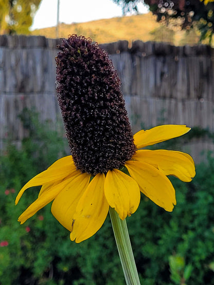 10 Semillas Rudbeckia Máxima