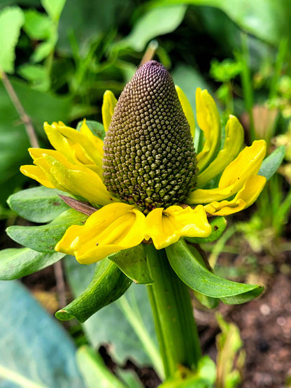 10 Semillas Rudbeckia Máxima