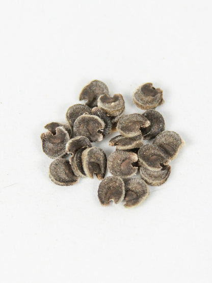 25 Semillas Malva Rosa
