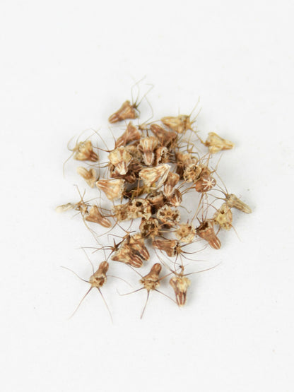 Mix Semillas Scabiosa