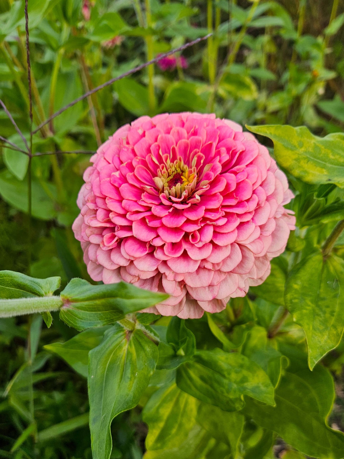 Mix Semillas Zinnia