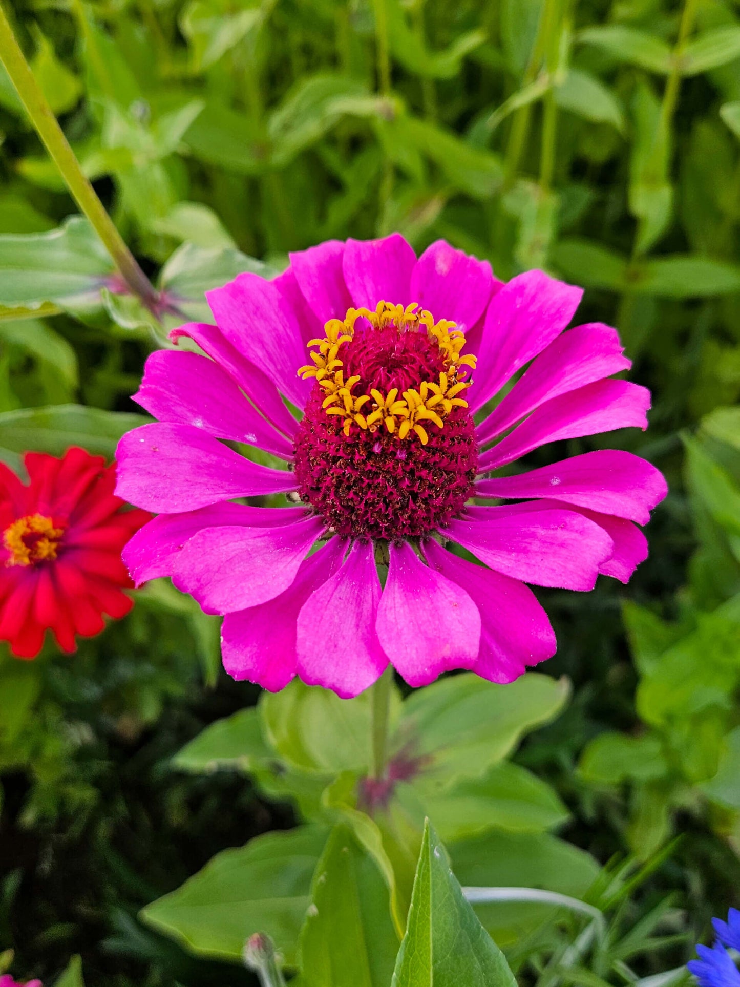 Mix Semillas Zinnia