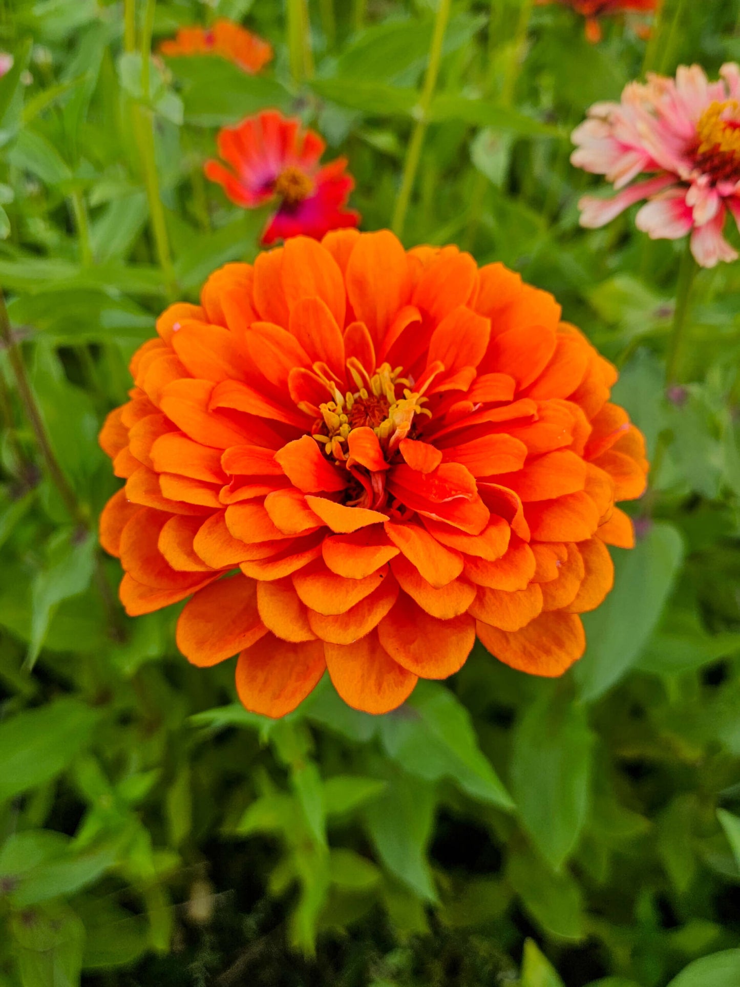 Mix Semillas Zinnia