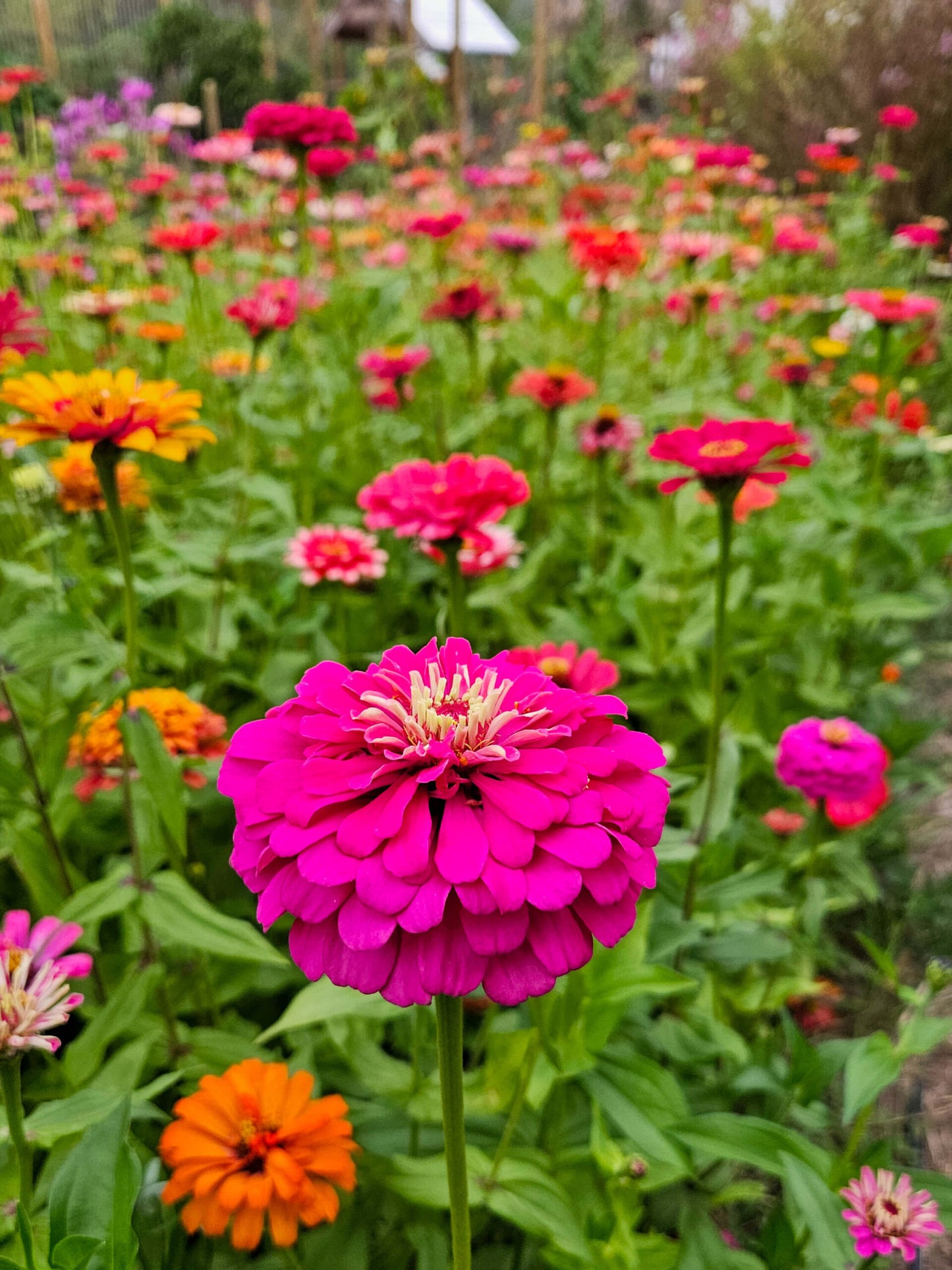 Mix Semillas Zinnia