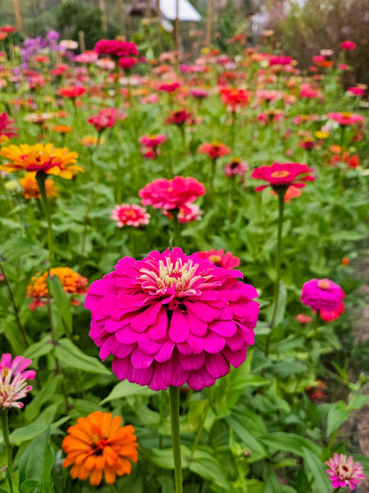 Mix Semillas Zinnia