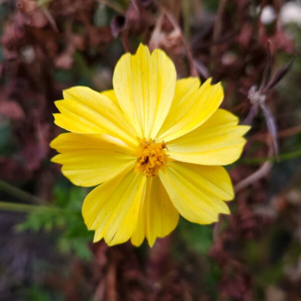 SEMILLAS COSMOS NARANJO Y AMARILLO - Imagen 2