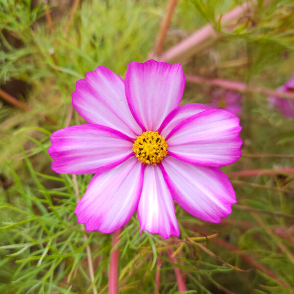 MIX SEMILLAS COSMOS