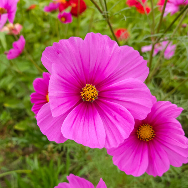 MIX SEMILLAS COSMOS - Imagen 2