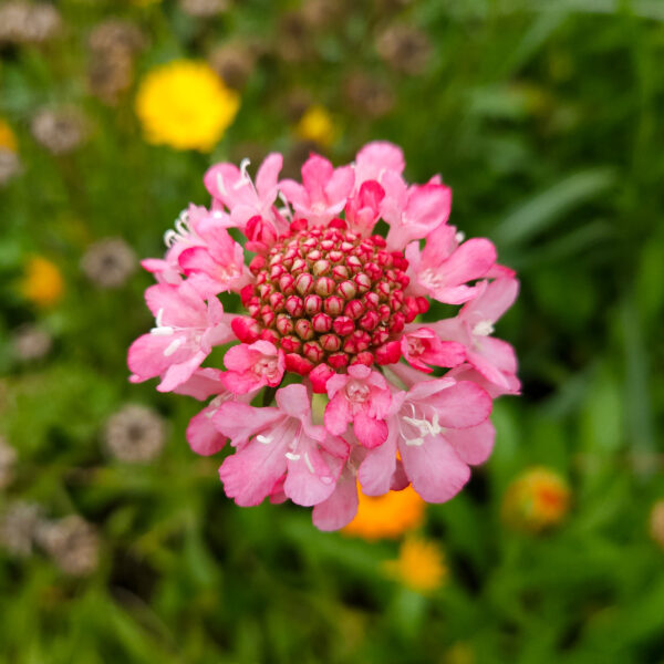 MIX SEMILLAS SCABIOSA - Imagen 2