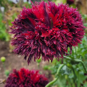 MIX SEMILLAS AMAPOLA - Imagen 3