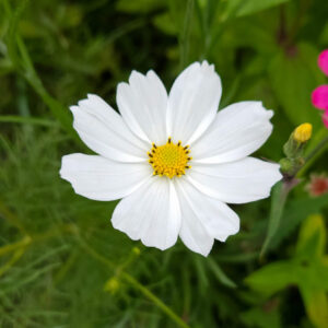 MIX SEMILLAS COSMOS - Imagen 3