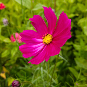 MIX SEMILLAS COSMOS - Imagen 4