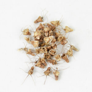 MIX SEMILLAS SCABIOSA - Imagen 3