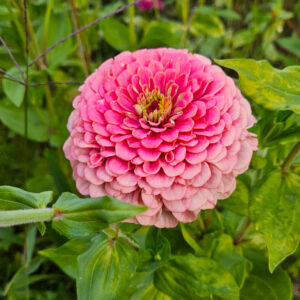 MIX SEMILLAS DE ZINNIA - Imagen 4