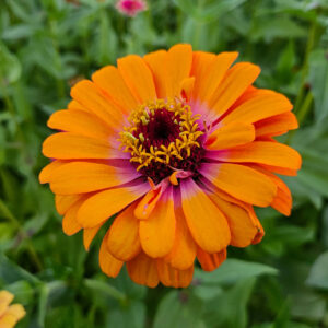 MIX SEMILLAS DE ZINNIA - Imagen 5