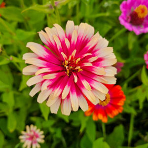 MIX SEMILLAS DE ZINNIA - Imagen 7