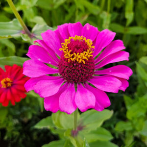 MIX SEMILLAS DE ZINNIA - Imagen 3