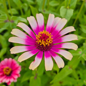 MIX SEMILLAS DE ZINNIA - Imagen 8