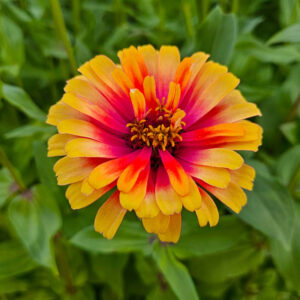 MIX SEMILLAS DE ZINNIA - Imagen 9