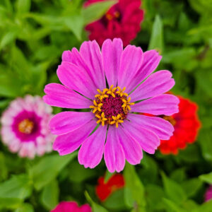 MIX SEMILLAS DE ZINNIA - Imagen 10