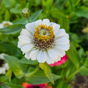 MIX SEMILLAS DE ZINNIA - Imagen 11