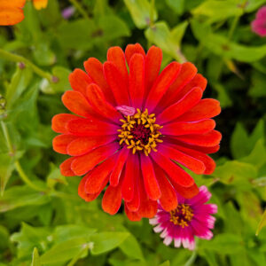 MIX SEMILLAS DE ZINNIA - Imagen 12