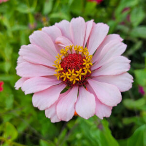 MIX SEMILLAS DE ZINNIA - Imagen 14